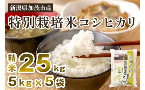 【令和6年産米】新潟県加茂市産 特別栽培米コシヒカリ 精米25kg（5kg×5）白米 従来品種コシヒカリ 加茂有機米生産組合