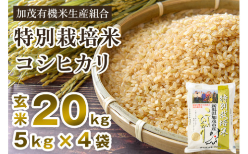 【令和6年産新米】新潟県加茂市産 特別栽培米コシヒカリ 玄米20kg（5kg×4）従来品種コシヒカリ 加茂有機米生産組合