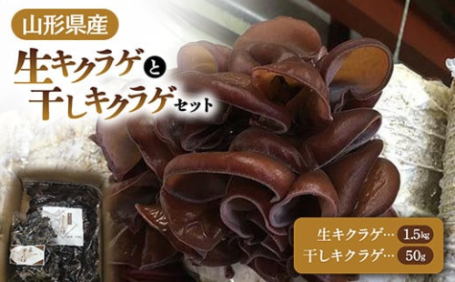 【2025年発送 先行予約】 山形県産 生キクラゲ 約1.5kg と 干キクラゲ 50gのセット  きのこ キノコ 野菜 食品 山形県 FSY-0701