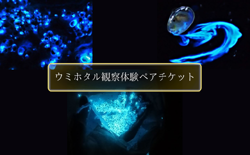 ウミホタル観察会体験ペアチケット(2名様分)【1408342】