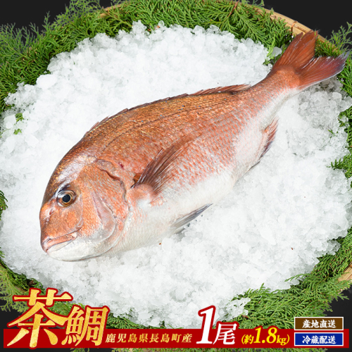 茶鯛 1尾【ウスイ】usui-7320 928122 - 鹿児島県長島町