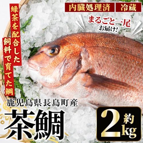 茶鯛 1尾 (約2kg)【ウスイ】usui-1034 928122 - 鹿児島県長島町