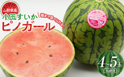 山形県産 種まで食べられる小玉すいかピノガール4～5玉（2kg前後）  スイカ すいか 西瓜 デザート フルーツ 果物 くだもの 果実 食品 山形県 FSY-0723