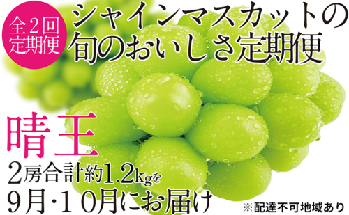 ぶどう 2025年 先行予約 9月・10月発送 シャイン マスカット 晴王 2房（合計約1.2kg） ブドウ 葡萄  岡山県産 国産 フルーツ 果物 ギフト 928896 - 岡山県瀬戸内市