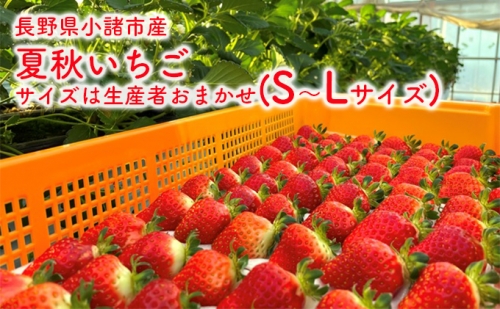 長野県小諸市産夏秋いちご　サイズは生産者おまかせ(S～Lサイズ)