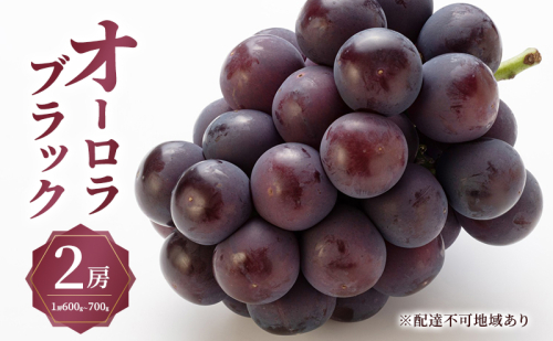 ぶどう 2026年 先行予約 オーロラ ブラック 2房（1房600g～700g） 大粒 種無し ブドウ 葡萄 岡山県 赤磐市産 国産 フルーツ 果物 ギフト MAKANAファーマーズ 果物類 オーロラブラック  92897 - 岡山県赤磐市