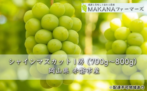 ぶどう 2025年 先行予約 シャイン マスカット 1房 700g～800g 大粒 種無し ブドウ 葡萄 岡山県 赤磐市産 国産 フルーツ 果物 ギフト MAKANAファーマーズ 果物類 シャインマスカット  92898 - 岡山県赤磐市