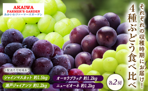 ぶどう 2025年 先行予約 ぶどう 食べ比べ 約1.2kg～1.5kg×4種 葡萄 岡山県 赤磐市産 フルーツ 果物 果物類 マスカット  92914 - 岡山県赤磐市