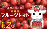 トマト好きさんも唸る!高糖度「フルーツトマト」1.2kg/川村とまと園