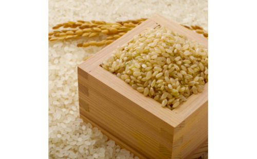 山形県産 つや姫 玄米 10kg（5kg×2）令和6年産 2024年産 順次発送 お米 米 ブランド米 こめ F21A-404