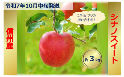 【010-15】令和7年10月中旬発送　信州のりんご　シナノスイート　約3キロ　信濃三兄弟の一つ（りんご・リンゴ・林檎）