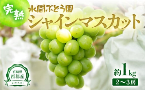 シャインマスカット約1kg 2～3房 西都産完熟ぶどう 水間ぶどう園＜1.1-23＞先行予約