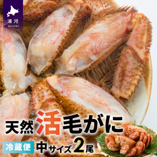 【今が旬！】漁協の活毛がに 中サイズ２尾セット※日付指定対応不可※[02-175] 93160 - 北海道浦河町
