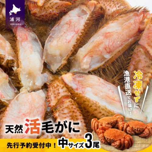 【先行受付開始！】漁協の活毛がに 中サイズ３尾セット※日付指定対応不可※[02-176] 93161 - 北海道浦河町