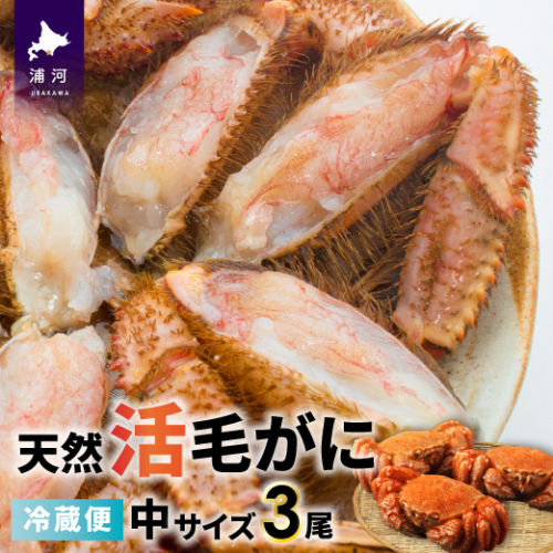 【今が旬！】漁協の活毛がに 中サイズ３尾セット※日付指定対応不可※[02-176] 93161 - 北海道浦河町