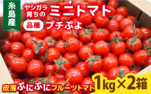 ミニトマト （ プチぷよ ） 1kg×2箱 （2kg）  糸島市 / かわぞえ農園 ぷちぷよ トマト [AAM002]
