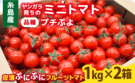 【先行予約】ミニトマト （ プチぷよ ） 1kg×2箱 （2kg） 【2024年10月以降順次発送】 糸島市 / かわぞえ農園 ぷちぷよ トマト [AAM002]