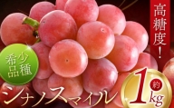 シナノスマイル 2～3房 約1kg | ぶどう 葡萄 シナノスマイル しなの すまいる 濃厚 甘い フルーツ 果物 おやつ  特産品 千曲市 長野県