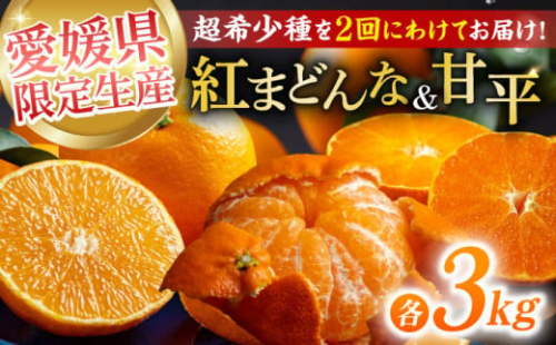 【全2回定期便】【数量限定】紅まどんな＆甘平 柑橘王国・愛媛が誇る柑橘2種の贅沢柑橘定期便！ 2L～4L 赤秀～青秀 3kg箱入(8～12玉) 果物 フルーツ みかん 甘平 まどんな 紅まどんな 紅マドンナ 愛媛みかん 愛媛県大洲市/愛媛たいき農業協同組合[AGAO013] お正月 クリスマス