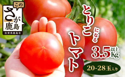 【先行予約】 たにぐちファーム とりこになるトマト 3.5kg以上【2024年12月より発送開始】 Ricotomato トマト [野菜 トマト 新鮮 サラダ 生野菜 とまと おすすめ 送料無料]B-665