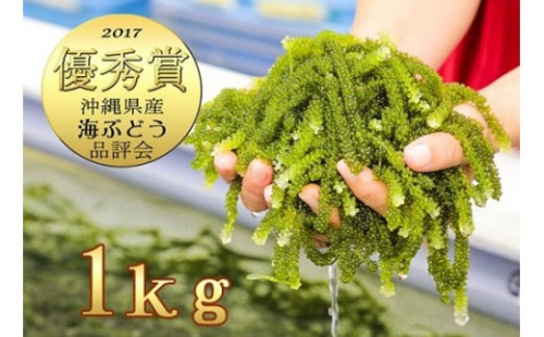 伊是名島育ちの海ぶどう(１kg)