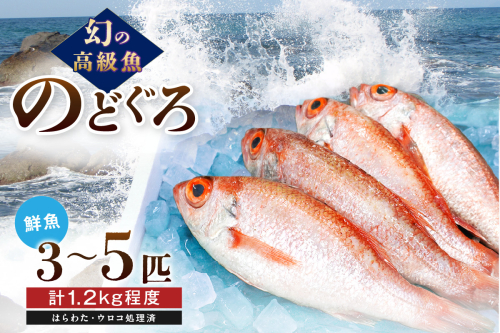 幻の高級魚「のどぐろ（鮮魚）」魚介 のどぐろ 鮮魚 高級魚 ふるさと納税 のどくろ 魚 のどぐろ 旬 期間限定 鮮魚 のどぐろ 【006_2041】 93352 - 島根県浜田市