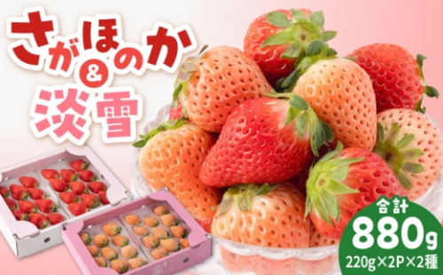 【先行予約 2027年1月～発送】赤白 いちご 豪華 食べ比べセット【岸川農園】 あわゆき 淡雪 淡雪いちご さがほのか しろいちご 白苺 しろ 白 いちご 苺 イチゴ フルーツ 果物 産地直送 国産 佐賀県産 白石町 [IAP028] 933684 - 佐賀県白石町