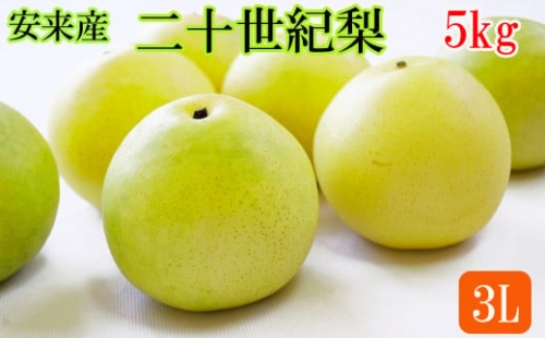 安来産　二十世紀梨 3L 5kg【約14玉 先行予約　令和5年　期間限定　島根県　】