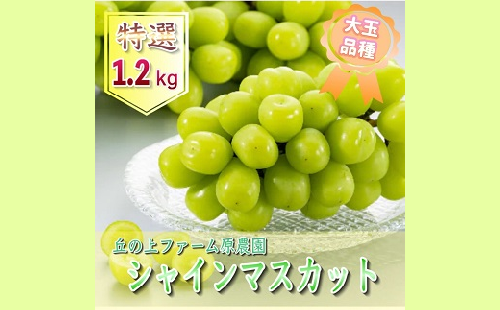 A-86【先行受付】丘の上ファーム原農園の『シャインマスカット』約1.2kg(2～3房)