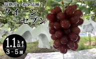 [2026年発送分][希少品種] クイーンセブン 3〜5房(1.1kg-1.3kg) ぶどう 葡萄 フルーツ 果物 やまなし 山梨 産地直送 富士川町 種無し 皮ごと