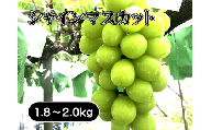 【2024年発送分】 シャインマスカット 1.8kg-2.0kg (2~4房) 産地直送 フルーツ シャイン マスカット ブドウ ぶどう 山梨 やまなし