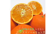 【訳あり】セミノールオレンジ 約3kg【農家直送】【先行予約】【和歌山県産】【2025年4月上旬～4月下旬発送】