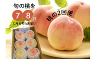 KF-T025【きよとう】旬の桃の食べ比べを楽しむ、桃の２回便！