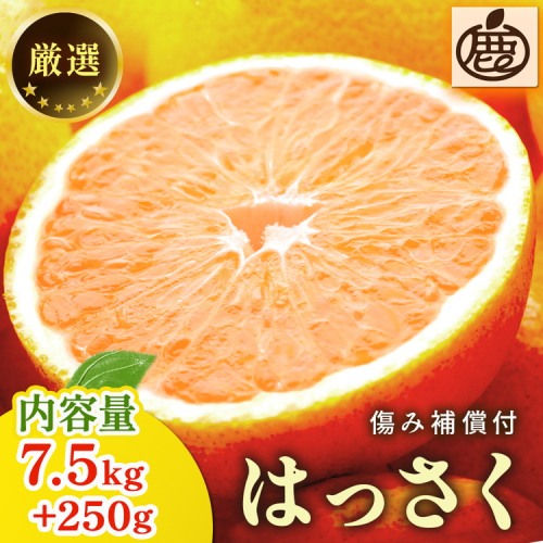 ＜1月より発送＞厳選はっさく7.5kg+250g（傷み補償分） ｜ 八朔みかん ハッサク ◇ 940767 - 和歌山県美浜町