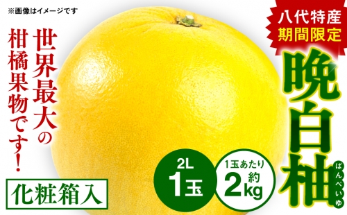 八代特産 晩白柚（ばんぺいゆ）2Lサイズ（約2kg) ×1玉 942025 - 熊本県八代市
