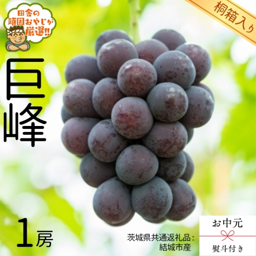 【 お中元 熨斗 付 】【 桐箱入り 】巨峰1房  【2026年8月より発送開始】（茨城県共通返礼品 [ぶどう]：結城市産） 巨峰 ぶどう 果物 フルーツ 季節 旬 [BI402-NT] 943094 - 茨城県つくばみらい市