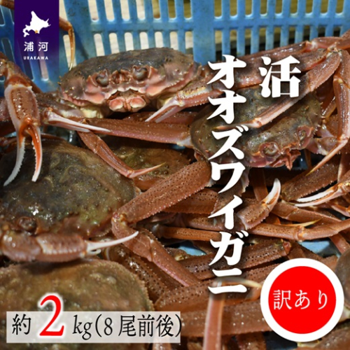 訳あり 活オオズワイガニ約2kg(8尾前後入)[02-1301] 943932 - 北海道浦河町