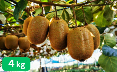 山下果樹園のキウイフルーツ【ヘイワード】4kg[52210463] 94493 - 埼玉県飯能市