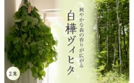 【先行受付】北海道芽室町産「白樺ヴィヒタ」2束　me055-002-2c