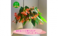 花郷園オリジナル　恋するハート型ベゴニア「マザーズ・ディ」