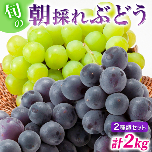 【令和8年産】ぶどう 2種類 セット 品種おまかせ 2kg 3～4房入 食べ比べ 旬 朝採れ 種無し 兵庫県産 農家直送  果物 果物類 フルーツ デザート ギフト 詰め合わせ  化粧箱入り 甘い 947815 - 兵庫県加西市