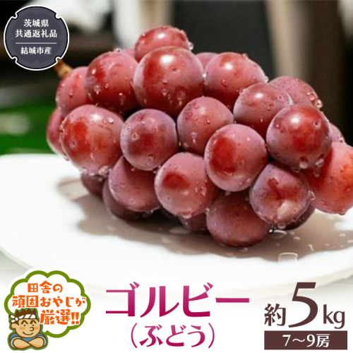 ゴルビー （ ぶどう ） 約5キロ（7～9房）【2026年9月から発送開始】 （茨城県共通返礼品 [ぶどう]：結城市産） ぶどう ゴルビー 果物 フルーツ 季節 旬 [BI390-NT] 948232 - 茨城県つくばみらい市