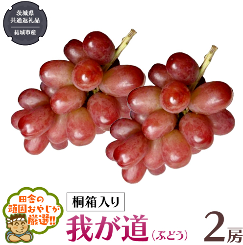 【 桐箱入り 】我が道 （ ぶどう ） 2房 【2026年9月から発送開始】（茨城県共通返礼品 [ぶどう]：結城市産）  ぶどう 我が道 果物 フルーツ 季節 旬 [BI395-NT] 948241 - 茨城県つくばみらい市