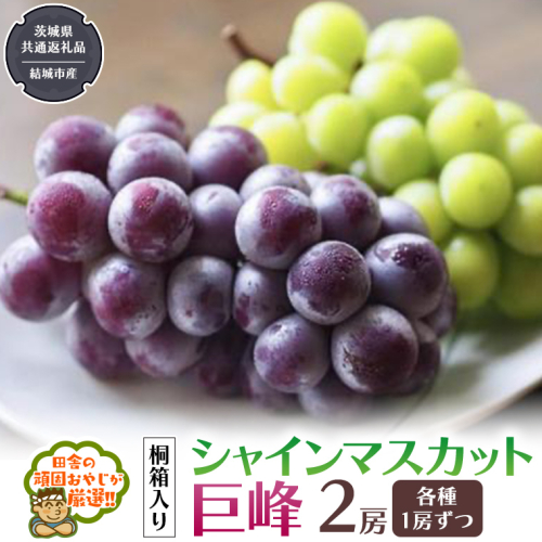 【 桐箱入り 】 シャインマスカッ トと 巨峰 （各種1房ずつ） 【2026年8月から発送開始】（茨城県共通返礼品 [ぶどう]：結城市産） シャインマスカット 巨峰 ぶどう 果物 フルーツ 季節 旬 [BI396-NT] 949842 - 茨城県つくばみらい市