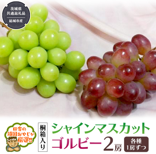 【 桐箱入り 】 シャインマスカット と ゴルビー （各種1房ずつ） 【2026年9月から発送開始】（茨城県共通返礼品 [ぶどう]：結城市産） シャインマスカット ゴルビー ぶどう 果物 フルーツ 季節 旬 [BI397-NT] 949844 - 茨城県つくばみらい市