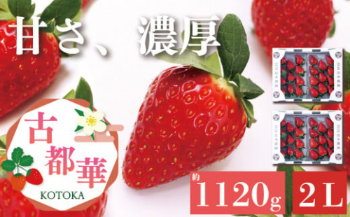 平群の古都華 いちご 2Lサイズ （2パック×2ケース） 計4パック 辻本農園 2025年1月発送 | 果物 くだもの フルーツ 苺 イチゴ いちご ストロベリー 古都華 ことか 旬の品種 産地直送 奈良県 平群町