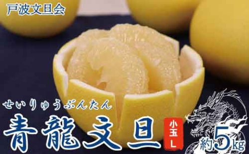 《戸波文旦会》 青龍文旦（せいりゅうぶんたん）約5kg（小玉Lサイズ）【土佐グルメ市場厳選】高知産 柑橘 フルーツ 文旦 ぶんたん ブンタン 果物 お取り寄せ おいしい 美味しい 故郷納税 ふるさとのうぜい 返礼品 高知県 高知 土佐 951489 - 高知県土佐市