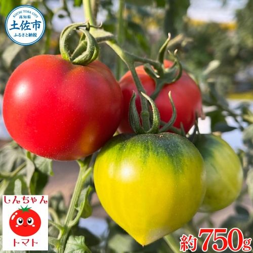 糖度9度以上 フルーツトマト しんちゃんトマト 約750g (小 - 大玉サイズ 18 - 30個) トマト 高糖度 高知県産 ふるーつとまと 甘い 美味しい お取り寄せ 951509 - 高知県土佐市