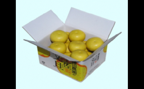 【訳あり】【先行予約】高知県産 土佐文旦 訳あり 約5kg 8～10玉入〈2027年2月〜発送〉 ぶんたん ブンタン 果物 柑橘 フルーツ お取り寄せ おいしい 美味しい 高知県 土佐市【株式会社種田農園】[BQBW004] 951596 - 高知県土佐市