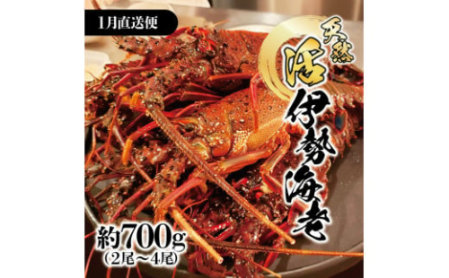 1月直送便 土佐獲れ 活伊勢海老 約700g（２尾～４尾） 天然 エビ　えび 伊勢エビ 海鮮 お刺身 刺し身 丸焼き しゃぶしゃぶ 故郷納税 ふるさとのうぜい 返礼品 高知県 高知 27000円 951619 - 高知県土佐市